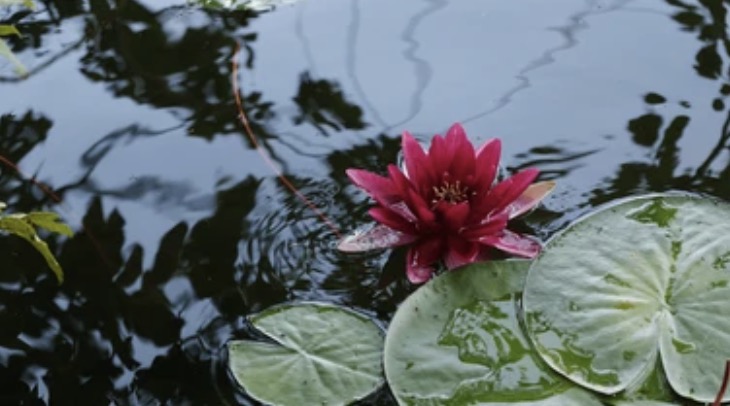 The Drunkard Who Met H.H. Dorje Chang Buddha III